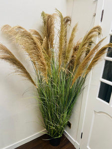 Large Tall Potted Pampus Grass/Fern