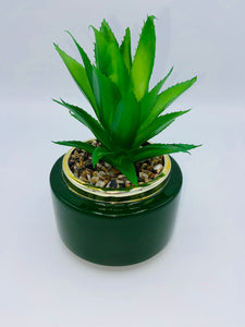 Succulent In Green Pot